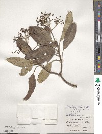 Hydrangea viburnoides image