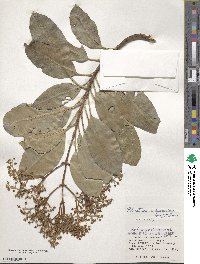 Hydrangea viburnoides image