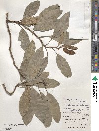 Hydrangea viburnoides image