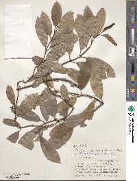 Hydrangea viburnoides image