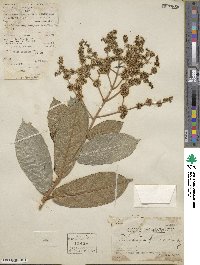 Hydrangea viburnoides image