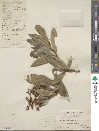 Hydrangea viburnoides image