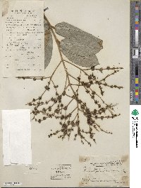 Hydrangea viburnoides image