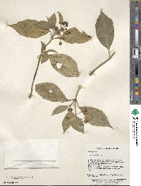 Hydrangea febrifuga image