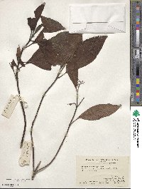 Hydrangea febrifuga image