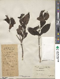 Hydrangea febrifuga image