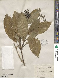 Hydrangea febrifuga image