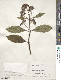 Hydrangea febrifuga image