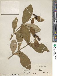 Hydrangea febrifuga image