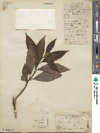 Hydrangea febrifuga image