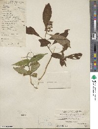 Hydrangea febrifuga image