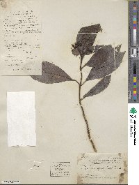 Hydrangea febrifuga image