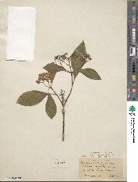 Hydrangea febrifuga image