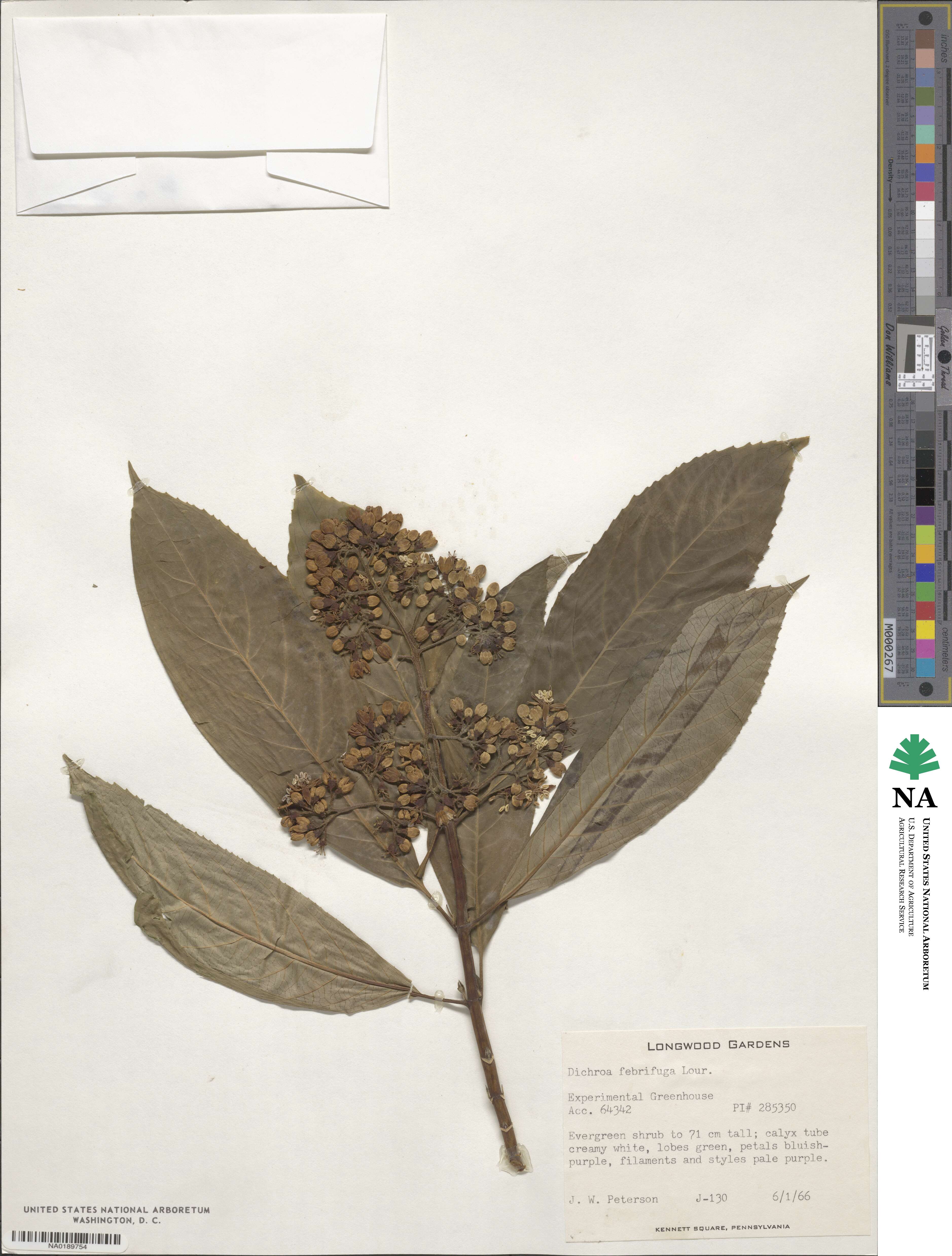 Hydrangea febrifuga image