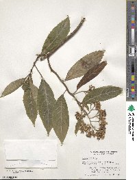 Hydrangea febrifuga image