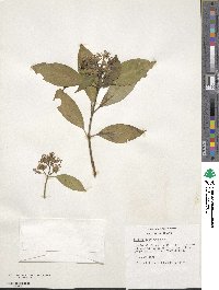 Hydrangea febrifuga image