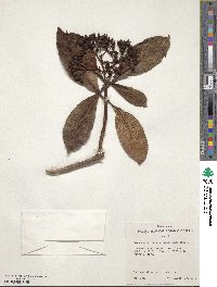 Image of Hydrangea arguta