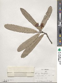 Brexia madagascariensis image