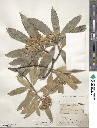 Ixerba brexioides image