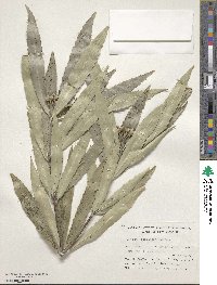 Ixerba brexioides image