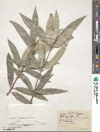 Ixerba brexioides image