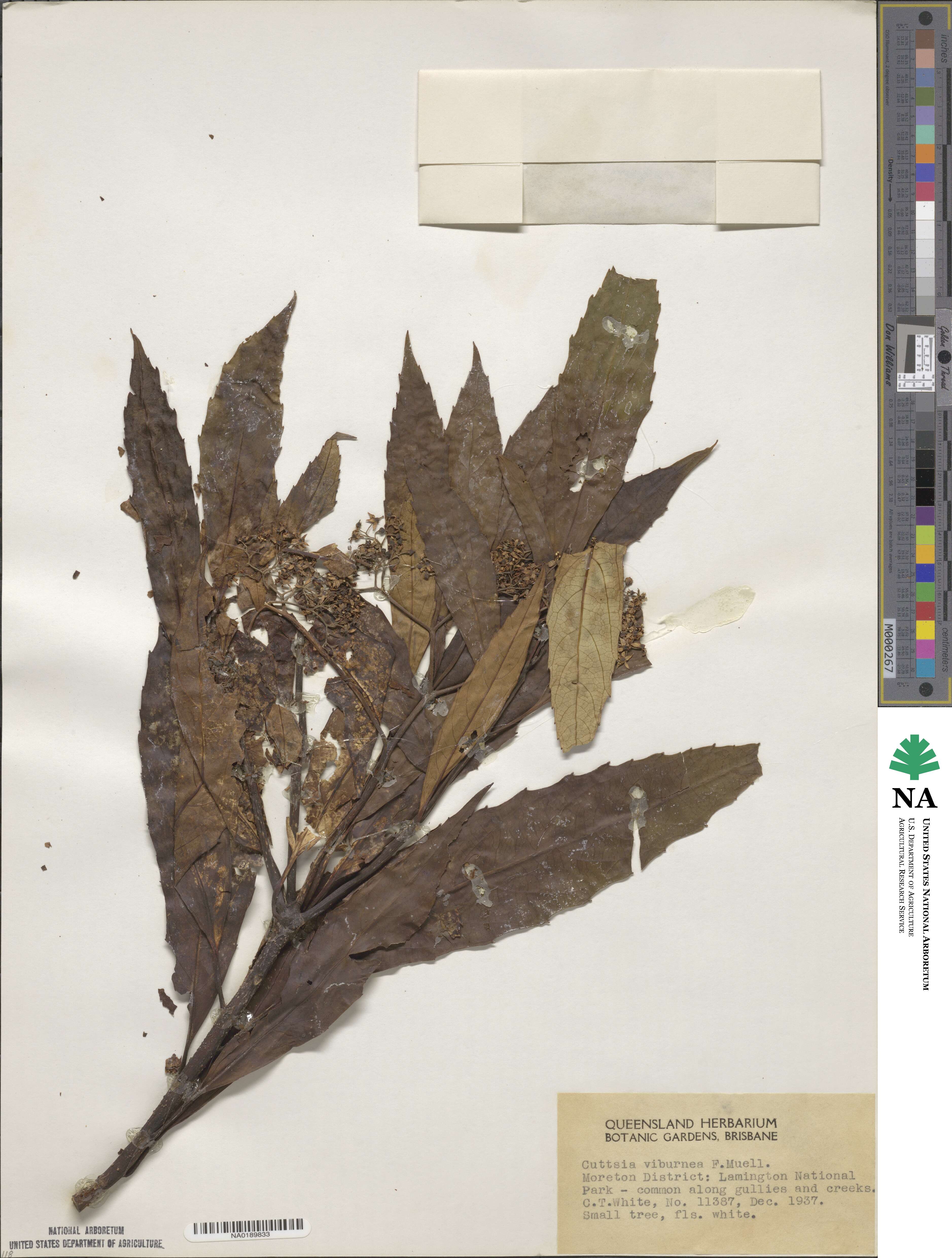 Cuttsia viburnea image