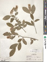 Itea virginica image