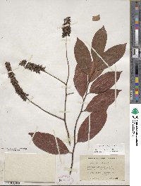 Itea virginica image