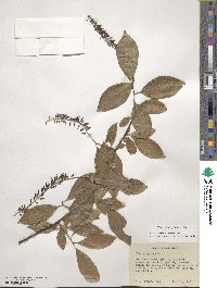 Itea virginica image