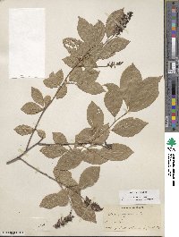 Itea virginica image