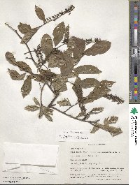 Itea virginica image