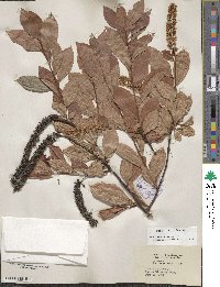 Itea virginica image