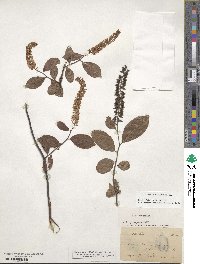 Itea virginica image