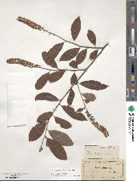 Itea virginica image