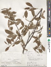 Itea virginica image