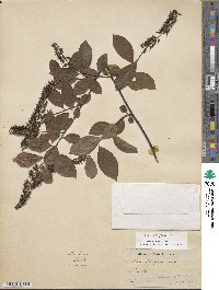 Itea virginica image