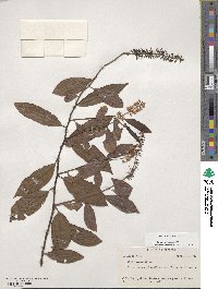 Itea virginica image