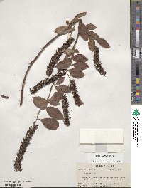 Itea virginica image