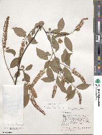 Itea virginica image