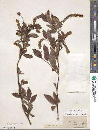 Itea virginica image