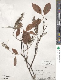 Itea virginica image