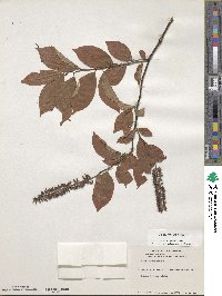 Itea virginica image