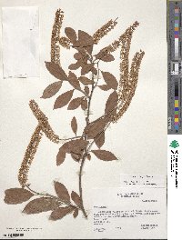 Itea virginica image