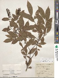 Itea virginica image