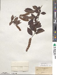 Itea virginica image