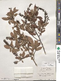 Itea virginica image