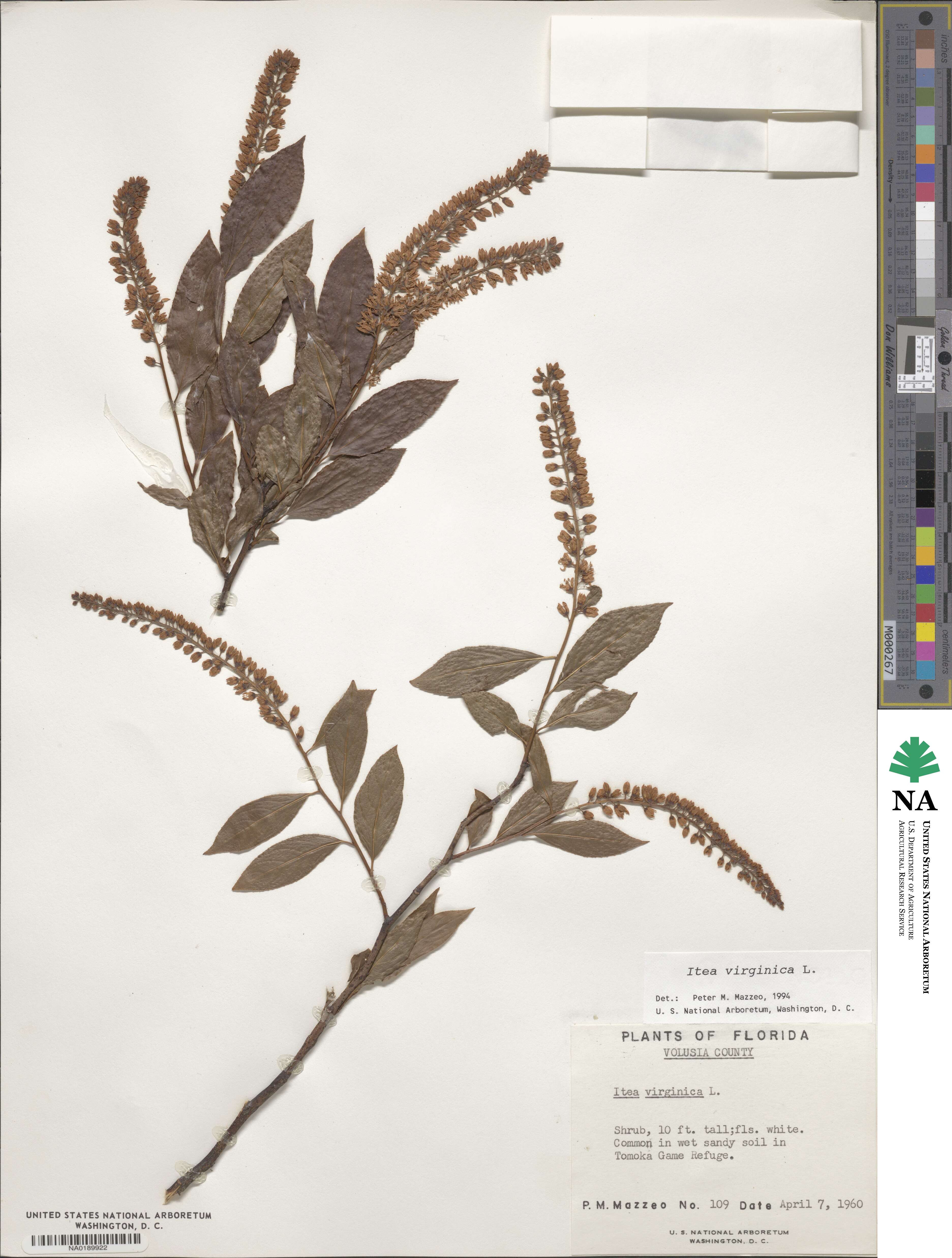 Itea image