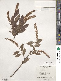 Itea virginica image