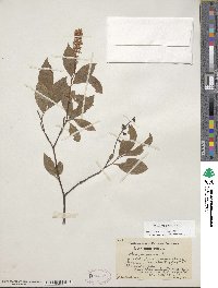 Itea virginica image