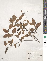 Itea virginica image